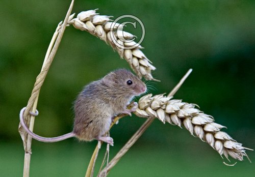 Harvest Mouse DM0616